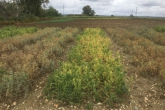 39. Nueva variedad resitente a oídio