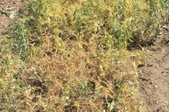 40. Ensayos de guisante madurando