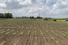 42. Surcos dobles de garbanzo