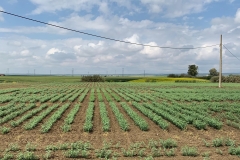 43. Ensayos garbanzo 2020