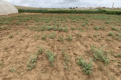 45. Ensayo rabia y fusarium F3