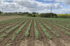 46. Producción de Tarsis