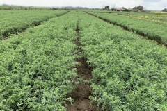 47. Producción Kasín