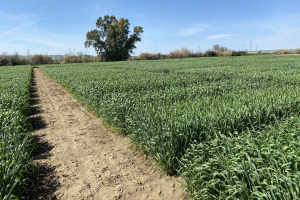 02-Ensayos-en-Tejada