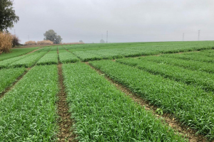 03-Prebases-en-Tejada