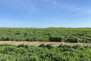 06-Ensayo-AGRISOST