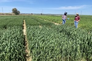 08-Ensayos-Escacena-2021