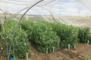 09-Cruzamientos-de-guisantes