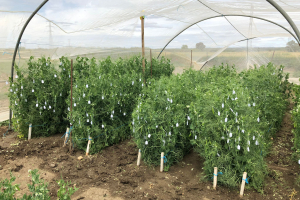 10-Cruzamientos-de-mejora