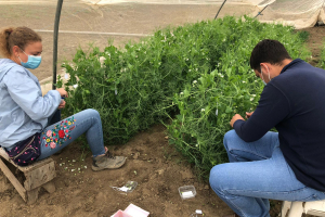 11-Cruzando-guisantes