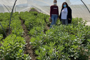 12-Invernadero-con-habas