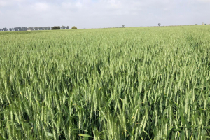 13-Prebase-de-Montemayor