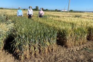 15-Ensayos-de-proyecto-INNOVAR