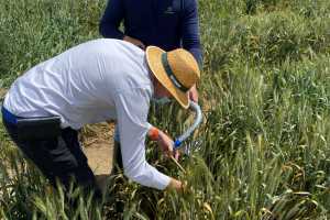 17-toma-de-datos-en-diferenciales-de-royas