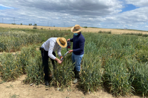 18-recogiendo-roya-amarilla