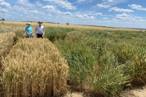 19-Visita-a-ensayo-AGRISOST