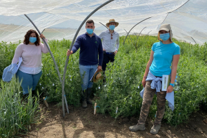 21-Cruzamientos-en-guisante