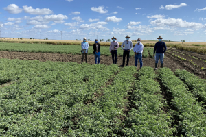 22-Ensayos-de-garbanzos