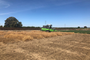 25-Cosecha-ensayos-guisantes