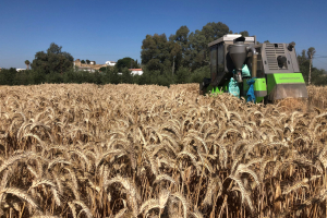 28-Cosecha-triticale-Rumboso