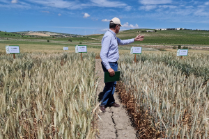 21.-Ensayos-de-triticale