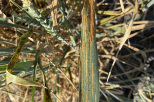 24.-Roya-del-tallo-y-roya-amarilla