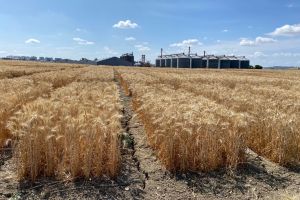 25.-Triticales-maduros