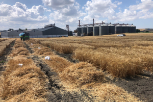 26.-Cosecha-de-ensayos