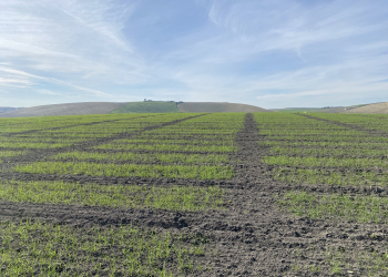 01.-Ensayos-en-enero