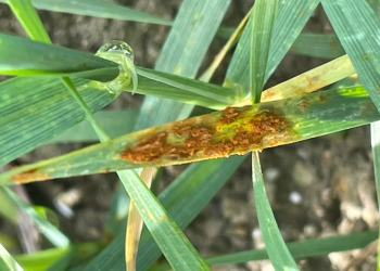 02.-Royal-del-taalo-en-enero