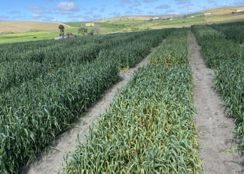 03.-Testigo-susceptible-a-roya-amarilla