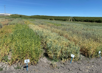 08.-Variedad-resistente-a-oidio