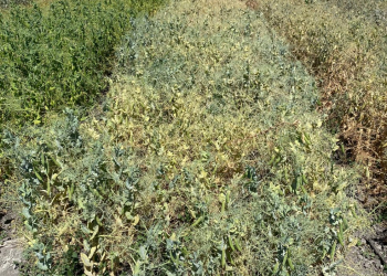 10.-Variedad-con-oidio