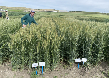 11.-Airoso-y-Bondadoso