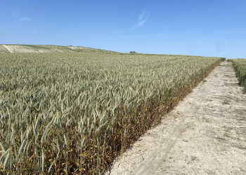 14.-Triticale-con-roya-de-la-hoja