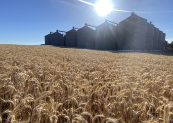 19.-Triticale-junto-a-San-Dionisio-