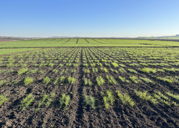 01.-Jerez-vivero-nascencia