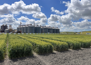 1_03.-Bandas-en-San-Dionisio