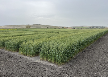 2_02.-Jerez-ensayos-espigado-1