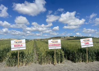 2_12.-Ensayos-TRICABLAND