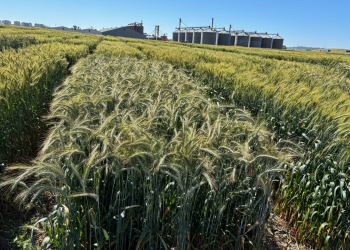 2_14.-Ensayos-triticale