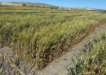 2_15.-Trigo-duro-con-roya