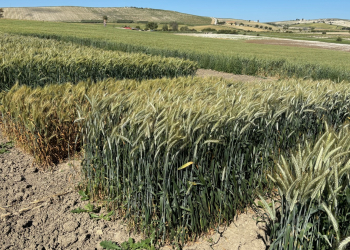 2_16.-testigo-susceptible-a-roya-amarilla-y-triticale-sano