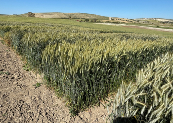 2_17.-Ensayos-triticales