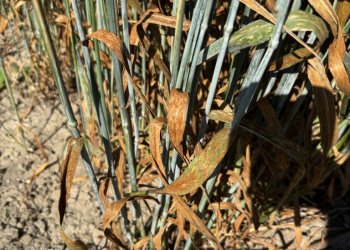 2_18.-Roya-de-la-hoja