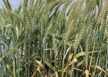 2_19.-Jerez-roya-del-tallo