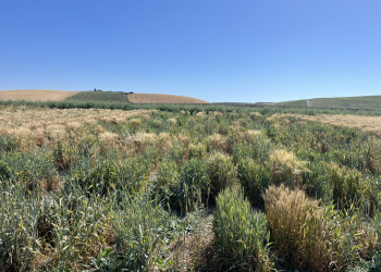 2_20.-Jerez-vivero-roya-del-tallo