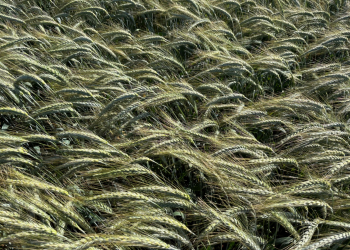 2_21.-Espigas-de-triticale