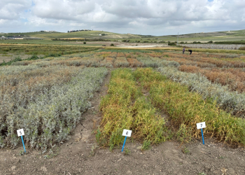 2_22.-Guisantes-Guadalquivir-y-Guadalete-resitentes-a-oidio