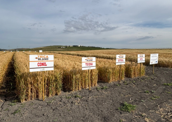 2_27.-Variedades-de-Agrovegetal-de-harineros-de-buena-calidad